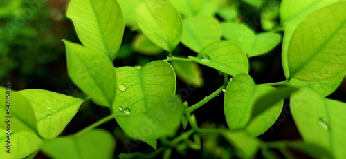green leaf with drops