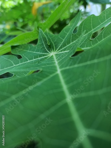 Leaf image