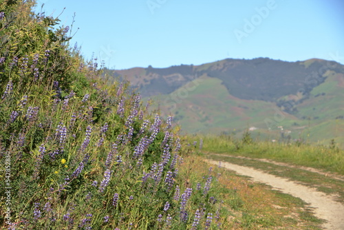Wildflower blooms of Tassajara Ridge in the hills of Diablo range of Northern California