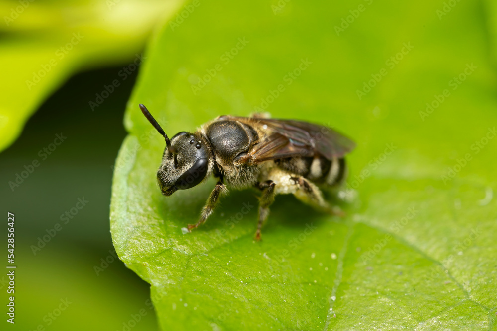 Fototapeta premium Macro photo of bee on green leaf.