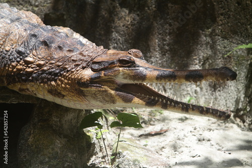 a gaping alligator