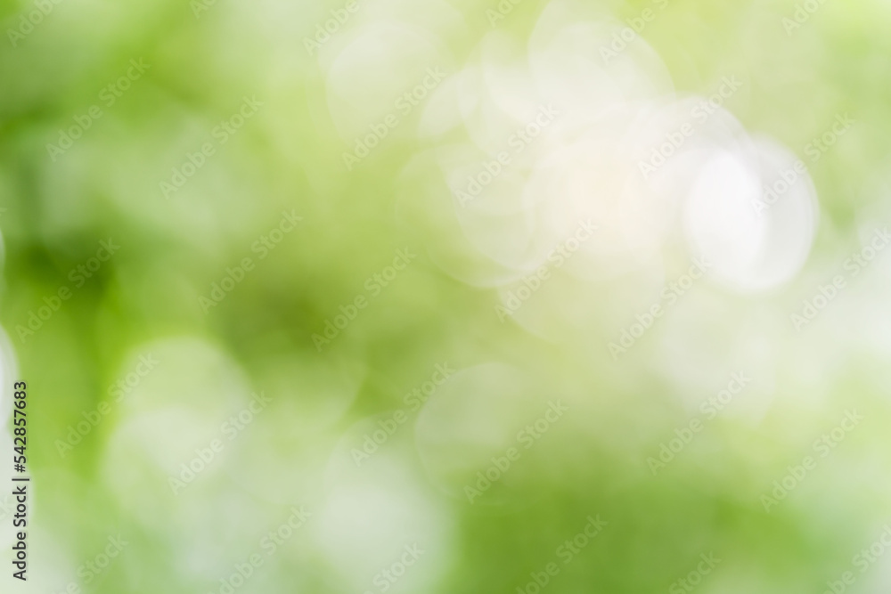 Fresh and green leaves green bokeh on nature abstract blur background green bokeh from tree.Mock up for display. montage of product,Banner or header for advertise on social media,Spring and Summer. Fresh and green leaves green bokeh on nature abstract blur background green bokeh from tree.Mock up for display. montage of product,Banner or header for advertise on social media,Spring and Summer.