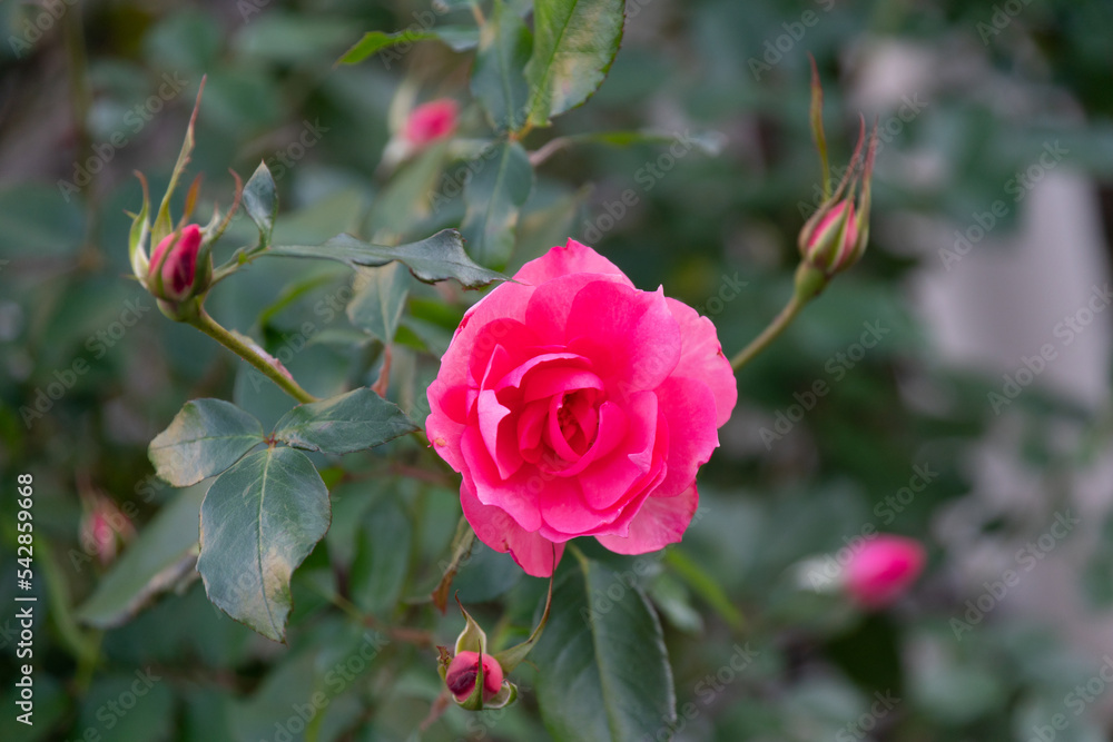 Obraz premium 薔薇