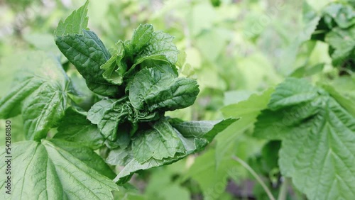 Disease of leaves and bushes of currant. Curly and frizzy. The carrier of the disease is the kidney tick. Close-up photo