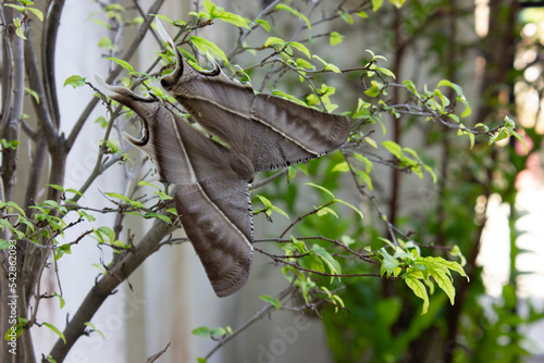 Lyssa Zampa Moth in the Garden, Rare Butterfly.