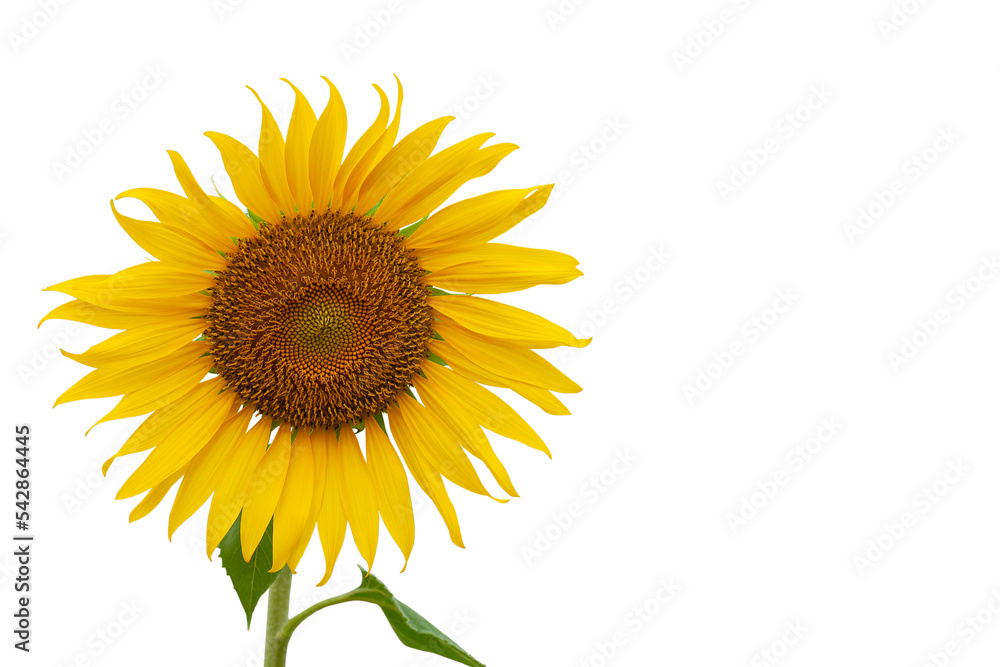 Obraz premium Sunflower, isolated on white background.