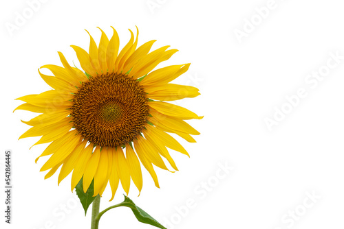 Sunflower, isolated on white background.