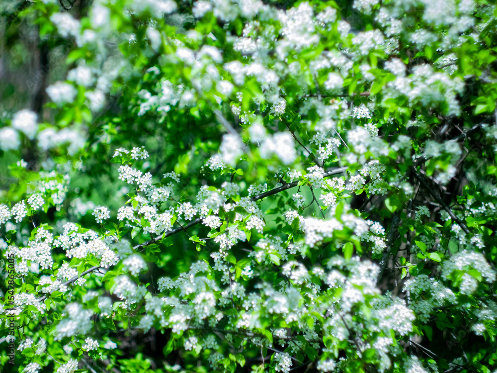 tree branches with white flowers close up with blurred background tree branches with white flowers close up with blurred background