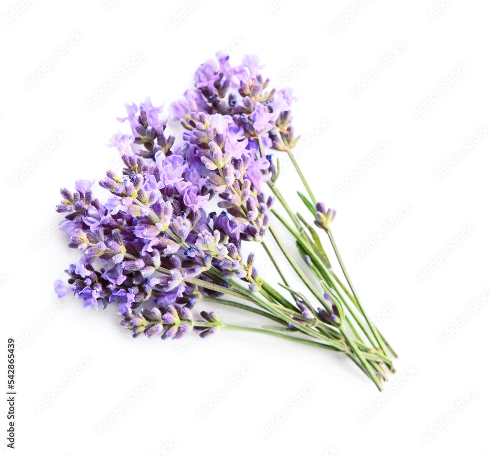 Fototapeta premium Lavender flowers on white backgrounds.