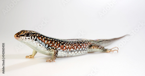 Ornate Girdled Lizard    Fleckenschildechse  Schmuck-Ringelschildechse  Zonosaurus ornatus  - Madagascar