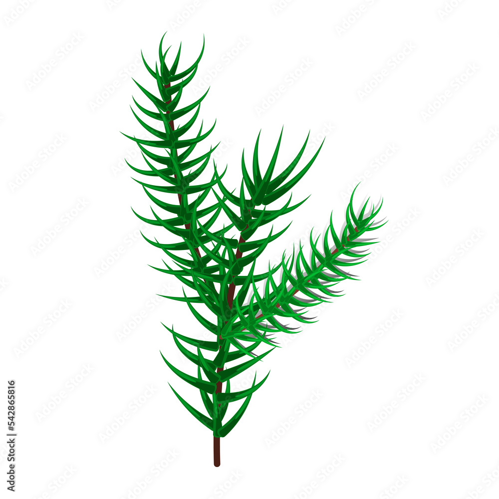 Fir tree branch isolated on white background. Fir tree branch isolated on white background.