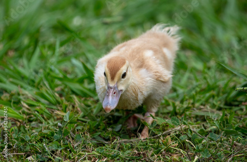 Little duckling on green grass in summer.