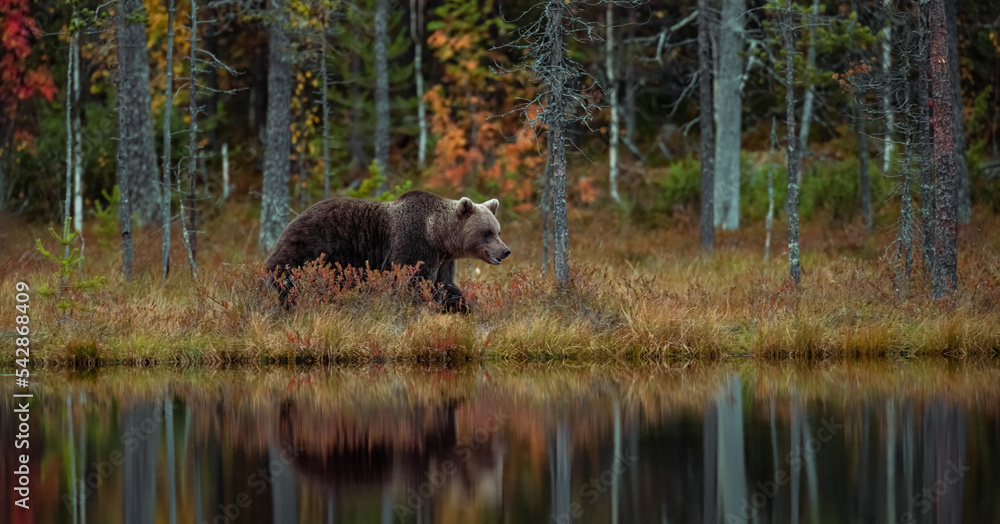brown bear walking in the autumn forest scenery brown bear walking in the autumn forest scenery