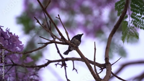 Little willie wagtail chick, rhipidura leucophrys native to Australia, perched on branch of jacaranda mimosifolia tree with beautiful purple flowers swaying in the wind, selective focus close up shot. photo