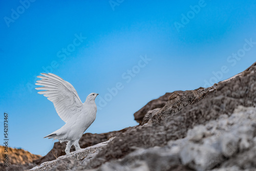 Fotografie Like an angel, the rock ptarmigan female on blue sky (Lagopus muta)