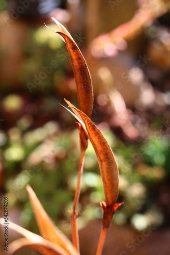 Inkarwilla zwarta Incarvillea compacta