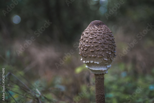 Edible mushroom Macrolepiota procera close-up. Parasol mushroom with a closed cap.