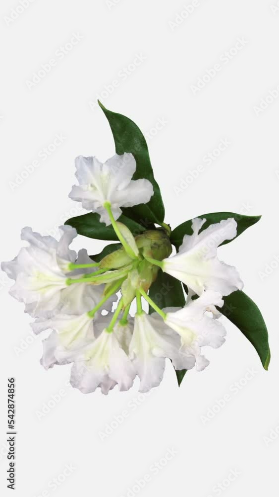 Time lapse of dying white Rhododendron (Ericacea family) flower isolated on white background, vertical orientation Time lapse of dying white Rhododendron (Ericacea family) flower isolated on white background, vertical orientation