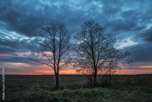 Fototapeta Naklejka Na Ścianę i Meble -  Drzewa o wschodzie słońca 