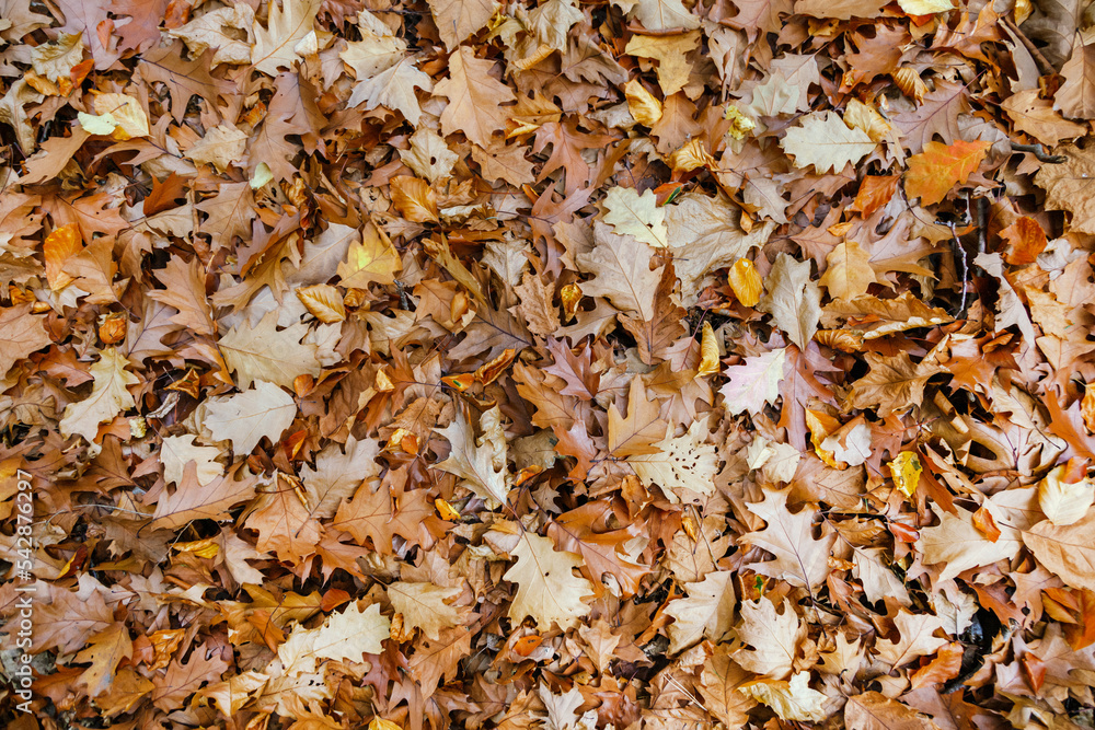 autumn leaves background. Autumn color leaves composition. Season background with colorful fall leaves autumn leaves background. Autumn color leaves composition. Season background with colorful fall leaves