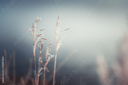 Frost-covered plants on the shore of lake. Winter nature background