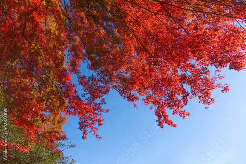大きなモミジの木の紅葉

