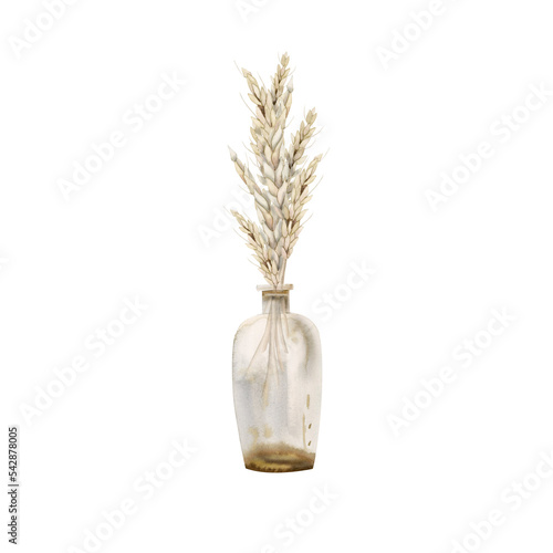 Wheat ears in a glass bottle vase on a white background, fall composition in light warm beige colors
