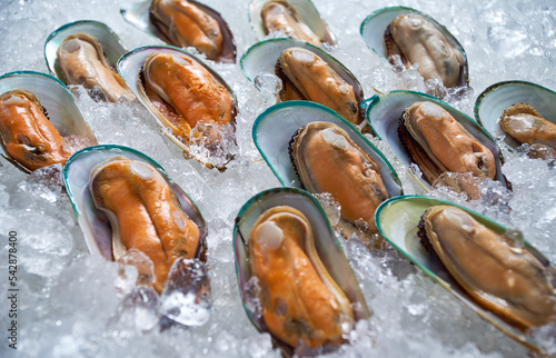 The opened mussels on the ice