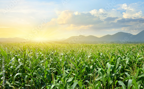 Corn field plantation with sunrise background. photo