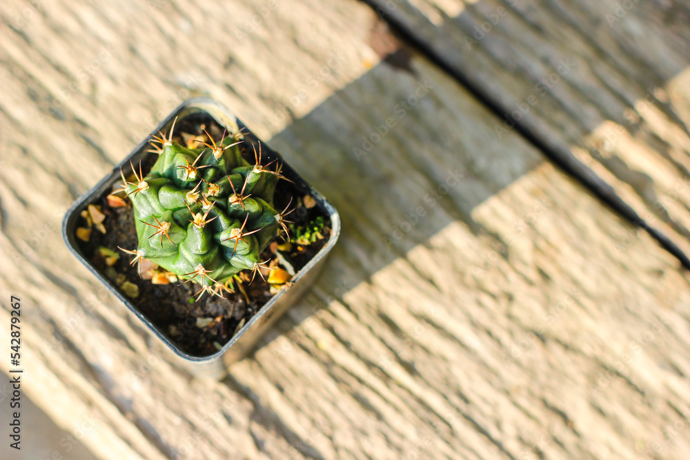 Variegated Gymnocalycium cactus in a pot. Variegated Gymnocalycium cactus in a pot.