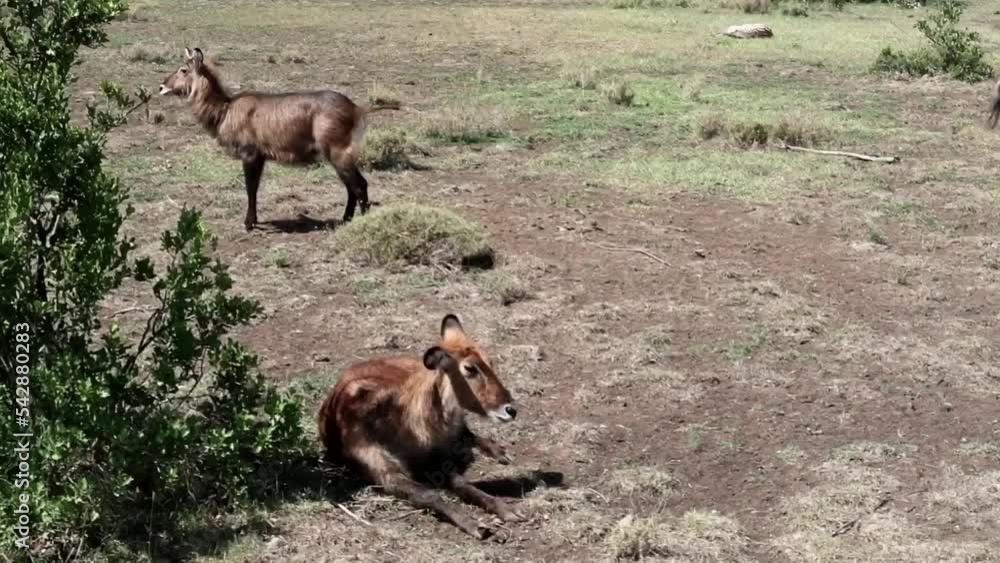 Two females waterbucks roaming free in the African savanna. Ol Pejeta, Kenya Two females waterbucks roaming free in the African savanna. Ol Pejeta, Kenya