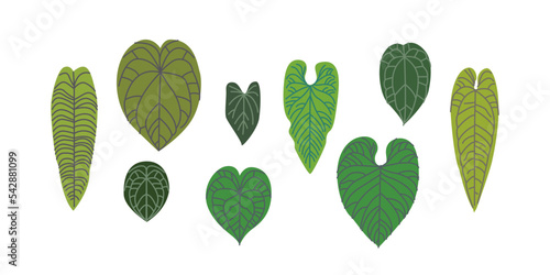 Set of tropical leaves. Tropical exotic plant. Anthurium leaves set isolated on white background.