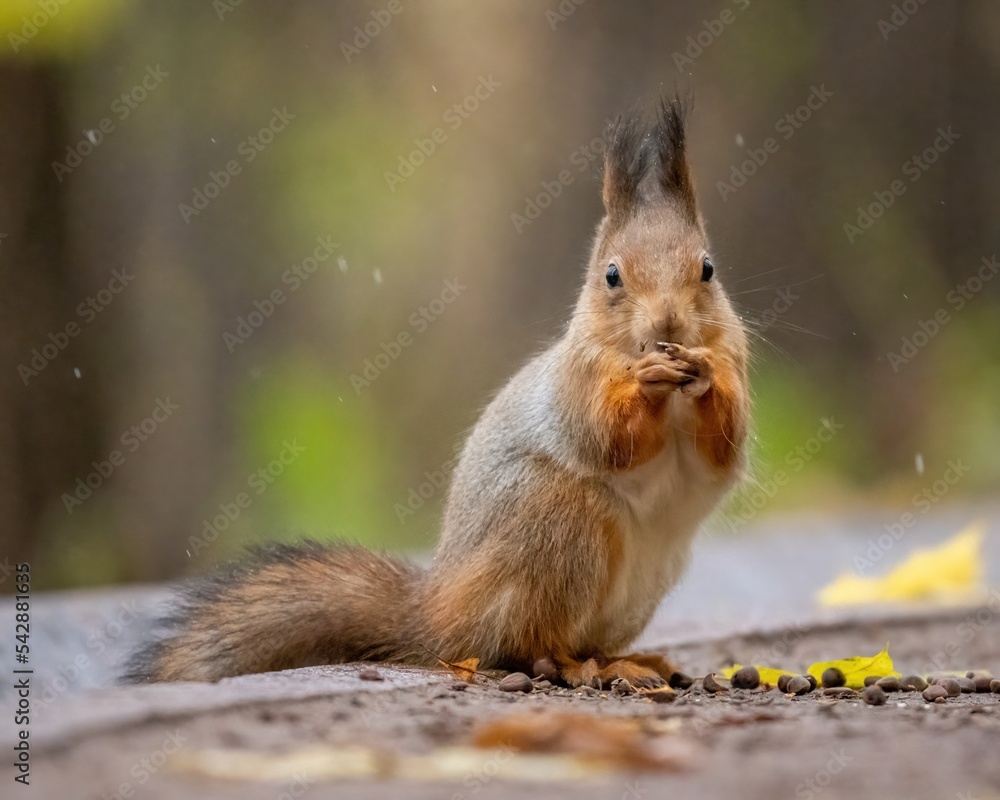 Obraz premium Beautiful fluffy red squirrel eats a nut