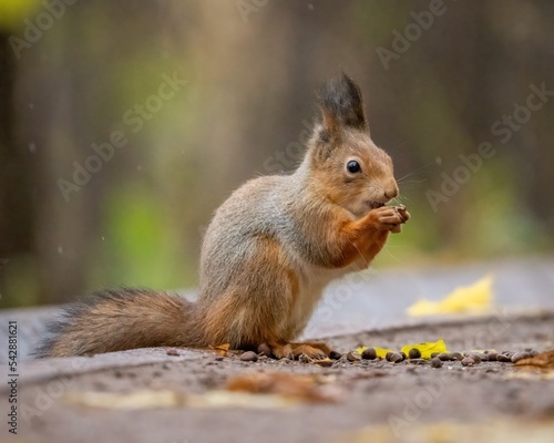 Beautiful fluffy red squirrel eats a nut