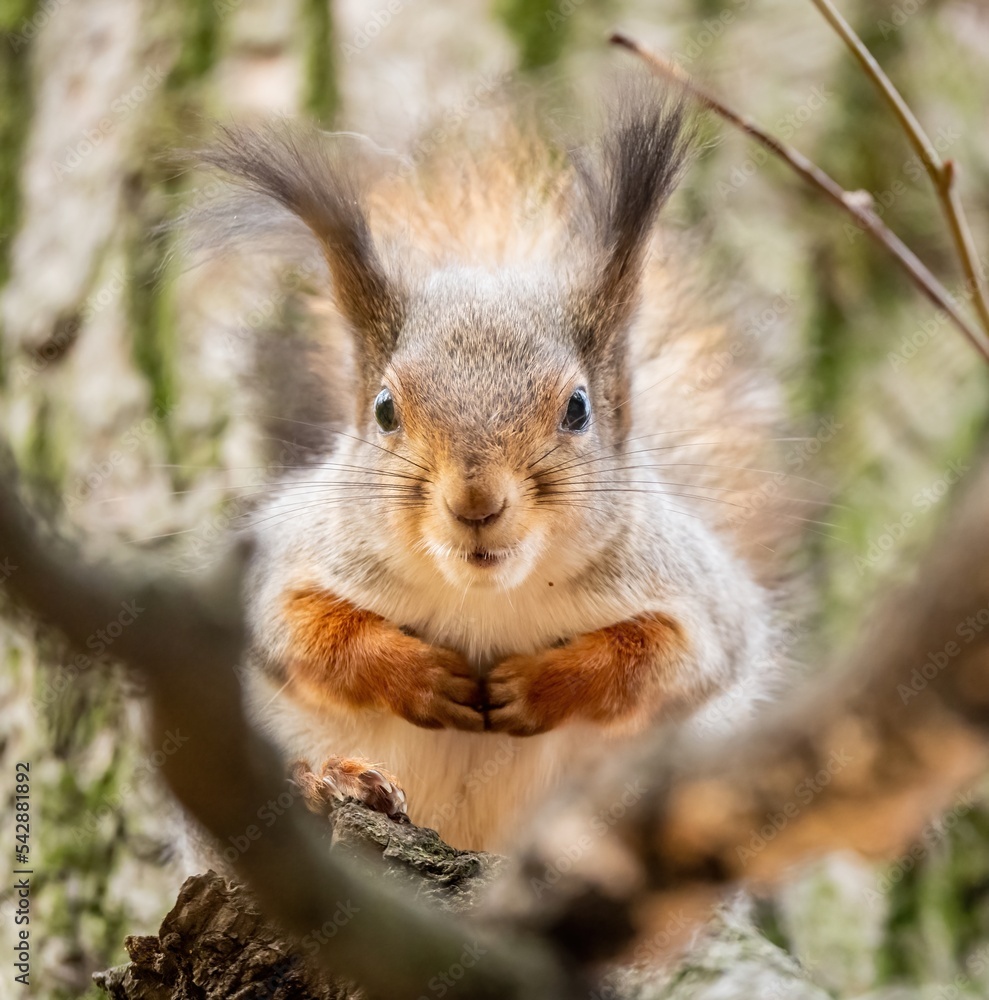 Fototapeta premium Beautiful fluffy red squirrel in pakre on a tree