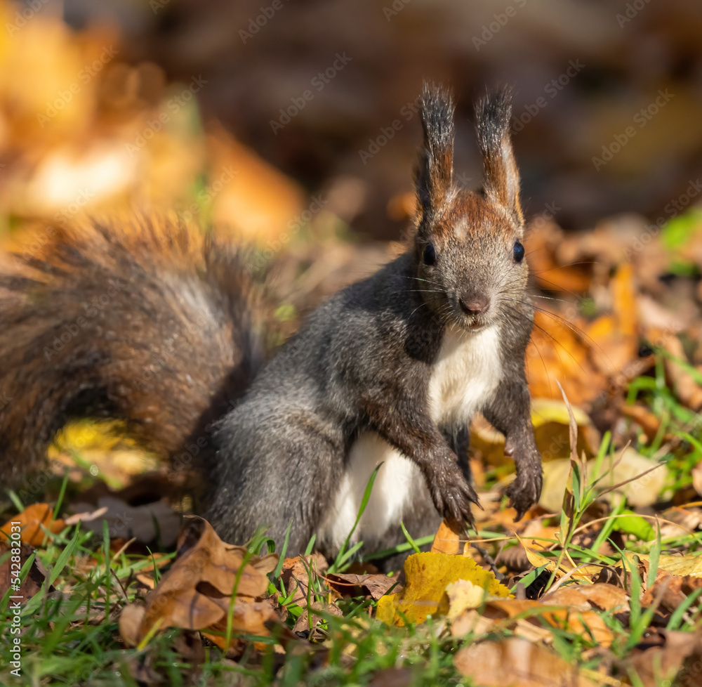 Beautiful fluffy red squirrel in a pack on the ground Beautiful fluffy red squirrel in a pack on the ground