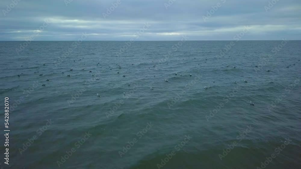 Establishing aerial view of Baltic sea coast on a overcast day, seagulls taking up in the air, low waves crushing against the coast, climate changes, wide angle drone shot moving forward Establishing aerial view of Baltic sea coast on a overcast day, seagulls taking up in the air, low waves crushing against the coast, climate changes, wide angle drone shot moving forward