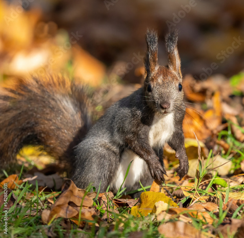 Beautiful fluffy red squirrel in a pack on the ground