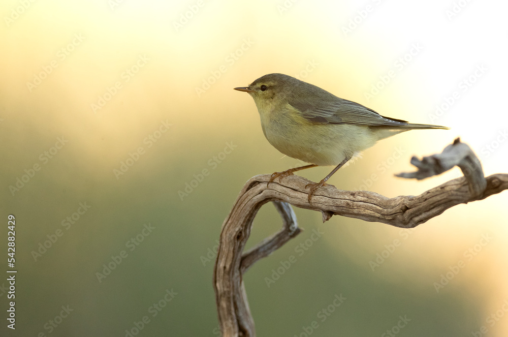 Fototapeta premium Iberian chiffchaff on a branch in an oak forest with the first light before dawn on an autumn day