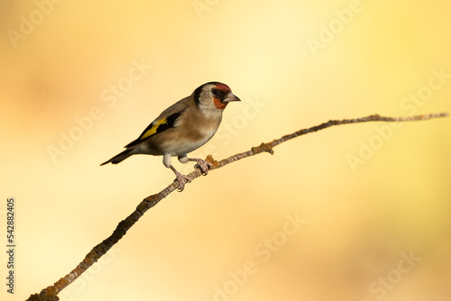 European goldfinch on a branch in an oak forest with the first light autumn day