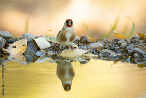 European goldfinch bathing in a natural water point in an oak forest with the first light of an autumn day