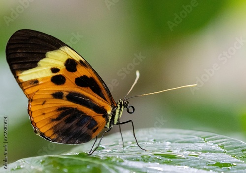 Macro profile shot of an Eueides isabella butterfly on a green leaf photo