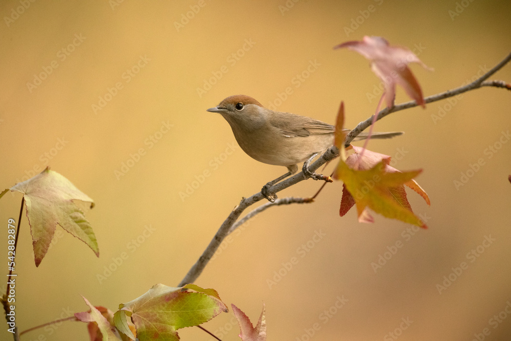 Common whitethroat, sylvia communis, Blackcap, Female of Common whitethroat in a perch within a Mediterranean forest with the first light of an autumn day