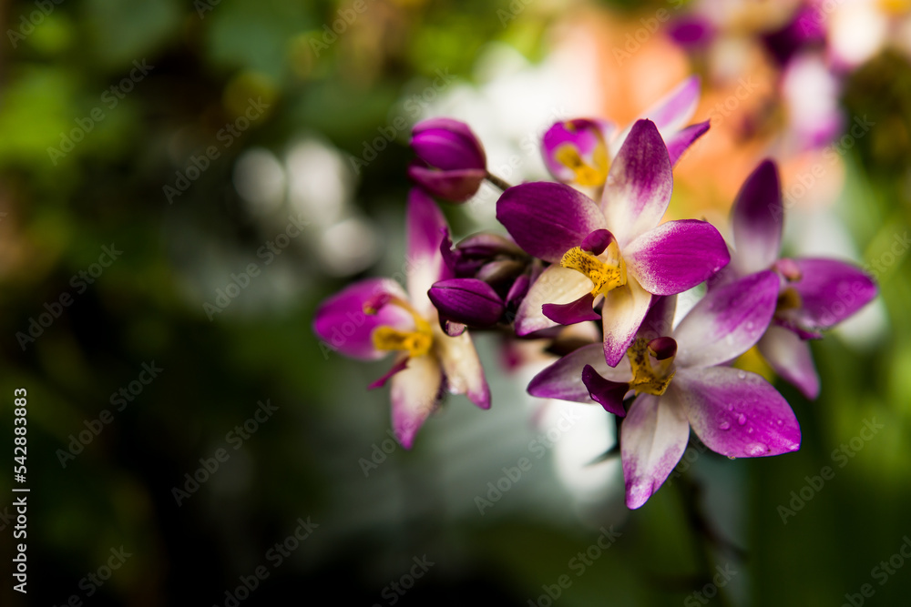 orchids flowers orchids flowers