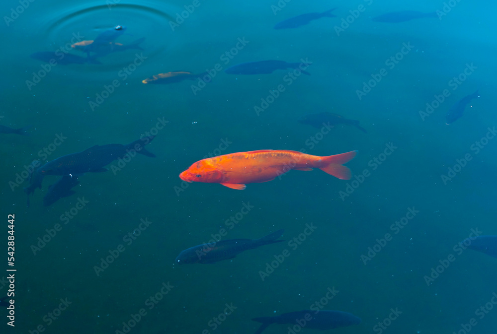 Golden carp among black fish in blue water. Special, lonely, not like everyone else.