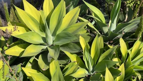 Wallpaper Mural Group of green agave plants in Santa Barbara, California. Torontodigital.ca