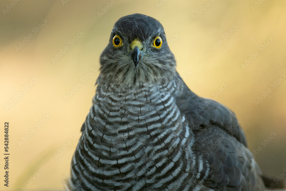 Fototapeta premium detail of a young male Eurasian sparrow hawk bathing and drinking in a natural spring within a Mediterranean forest with the last lights of an autumn day