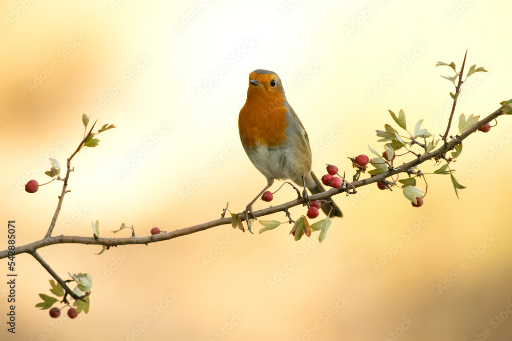 European robin on a branch inside a Mediterranean forest in autumn with the first light of the morning European robin on a branch inside a Mediterranean forest in autumn with the first light of the morning