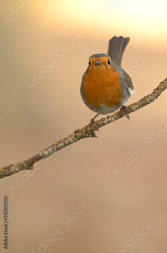 European robin on a branch inside a Mediterranean forest in autumn with the first light of the morning photo