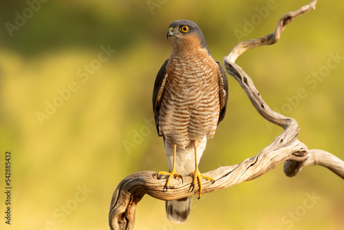 Adult male Eurasian sparrow hawk on his favorite hunting vantage point in a Mediterranean forest at first light on an autumn day